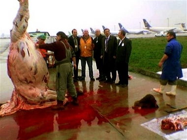 Sacrifice de chameau à l&rsquo;aéroport d&rsquo;Istanbul