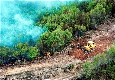 Feu de forêt en Turquie : des centaines de touristes évacués