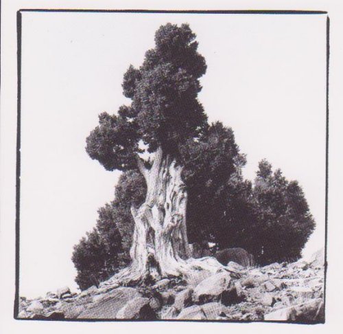 « Arménie : L&rsquo;arbre immortel » par C.K. Garabed