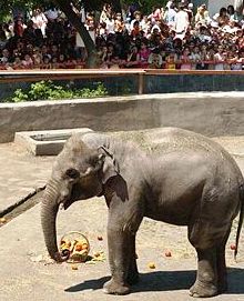 Disparition de l&rsquo;éléphant Macha du zoo d&rsquo;Erévan