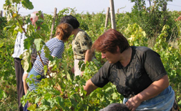 Turcs et arméniens vont s&rsquo;unir pour produire du vin