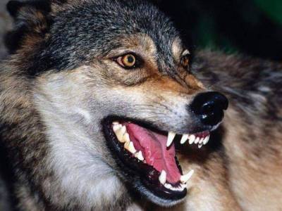 Près de Hadrout (Artsakh) le loup attaque et blesse 3 enfants