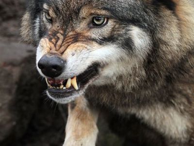 Mort d&rsquo;un deuxième enfant en Artsakh, victime de l&rsquo;attaque du loup