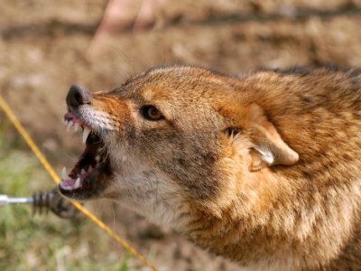 Un jeune enfant de 10 ans mordu le 28 mai en Artsakh par un loup est mort le 19 juin lors de son transport vers un hôpital de Stepanakert