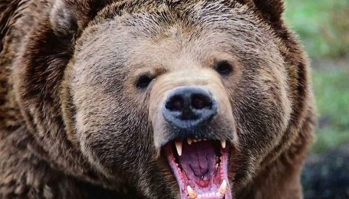 Un ours attaque et tue 6 brebis au village de Vardahovit dans la région de Vayots Dzor (Arménie)