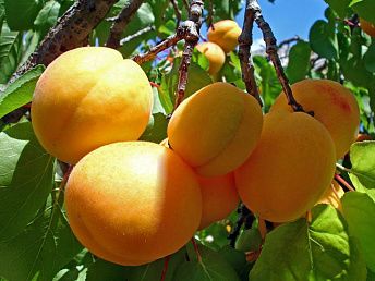 Les exportations d&rsquo;abricots arméniens devraient diminuer de 40%