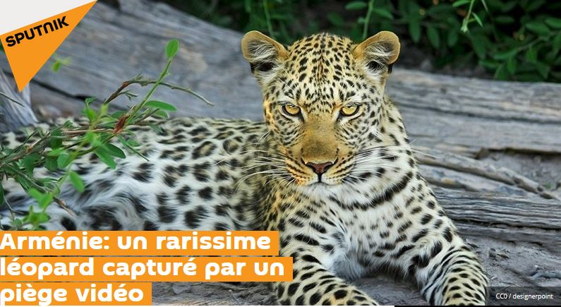 Arménie: un rarissime léopard capturé par un piège vidéo