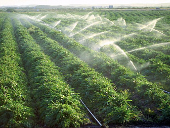 Pas d&rsquo;OGM dans les produits agricoles arméniens