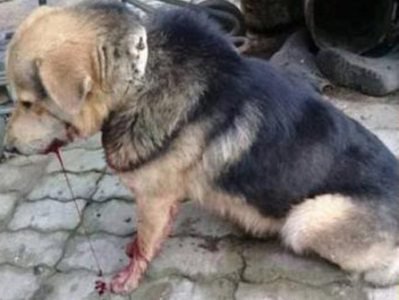 Projet de loi de traitement « plus humain » en Arménie, pour les animaux errants tels que les chiens