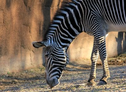 Le zèbre du zoo d’Erévan est mort, victime probablement d’un empoisonnement. Qui en voulait au zèbre ?