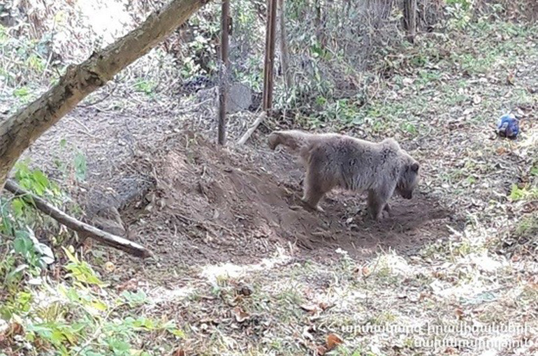 Au village de Karakloukh dans la région de Vayots Dzor au sud de l’Arménie, les services de secours libèrent un ours qui avait la patte coincée dans une barrière métallique
