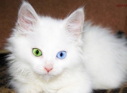 Le chat arménien, le chat de Van est parmi l’une des très anciennes espèces félines qui n’ont pas eu de mutations génétiques