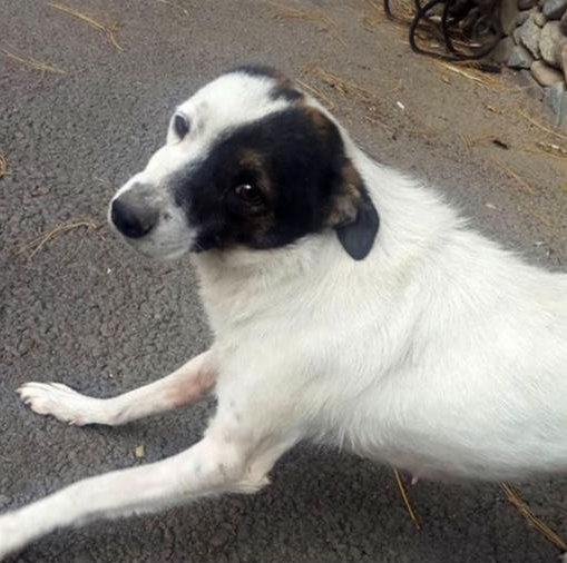Chien abattu devant le restaurant Getap de Dilidjan