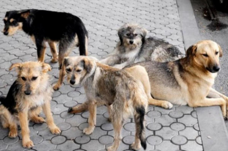 70% des animaux errants de la capitale arménienne soit près de 2 700 animaux, essentiellement des chiens, sont à ce jour stérilisés