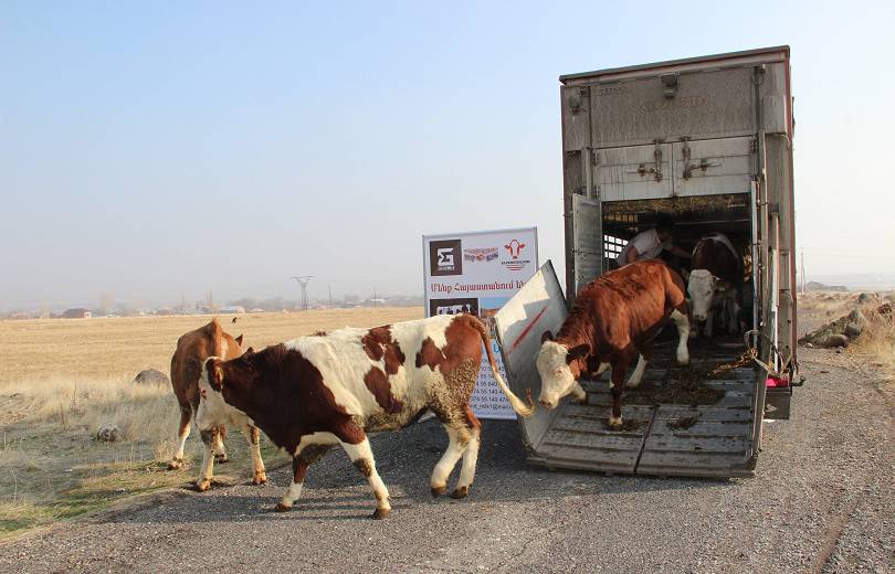 30 vaches laitières de race Simmental et Holstein sont arrivées en Arménie