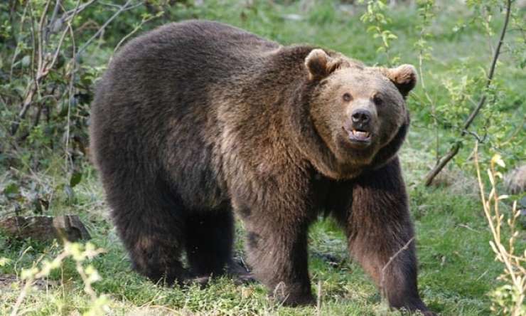 Les ours gris ont occasionné en 2019 des dégâts dans la région de Vayots Dzor