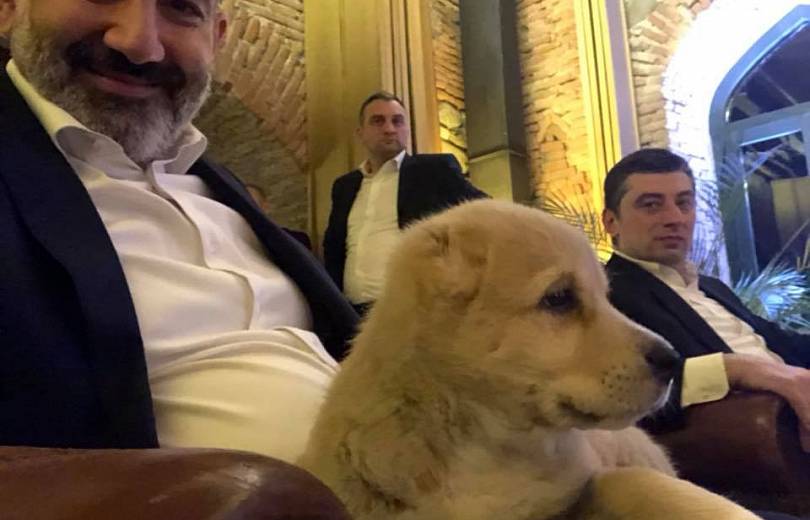 Le premier ministre géorgien a offert un chien de berger pur race caucasienne à son homologue arménien Nikol Pachinian