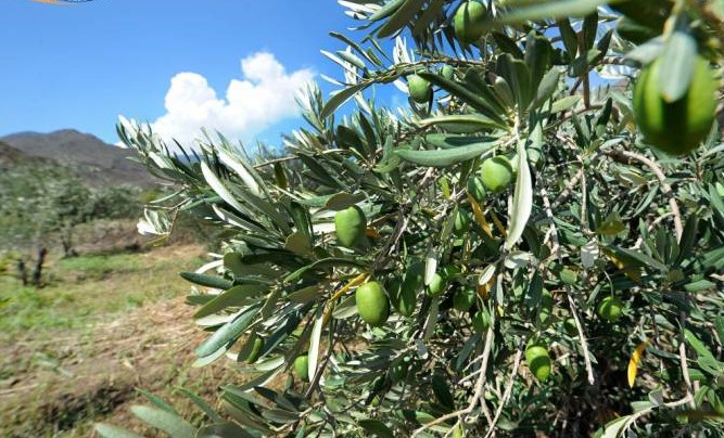 15 000 oliviers plantés à Kovsakan en Artsakh, le début d’un projet de plantation de 150 000 oliviers