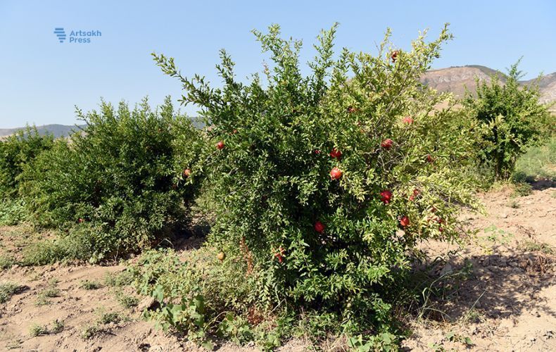 L’Artsakh dispose 2 147 hectares de plantations de grenadiers contre 1 360 hectares en 2018