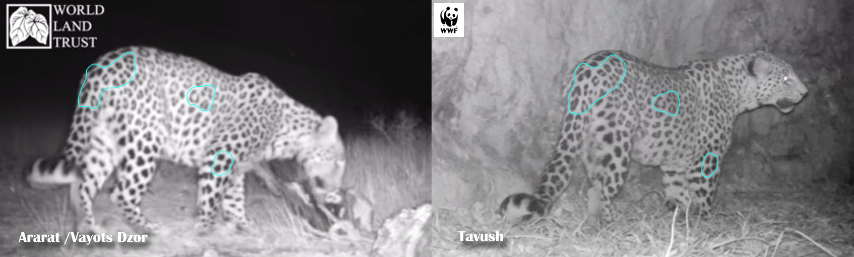 WWF-Armenia affirme que le léopard vu dans la région de Tavouch au nord-est de l’Arménie vient du de la région sud de Vayots Dzor