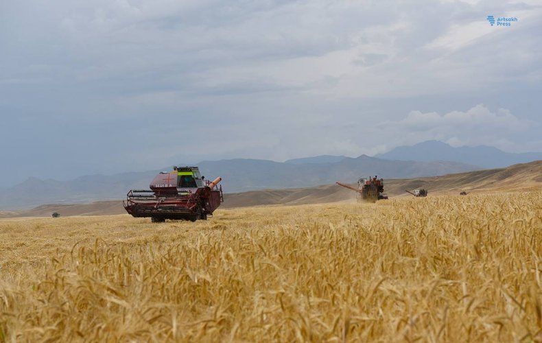 La récolte de blé a débuté dans la région de Martouni en Artsakh