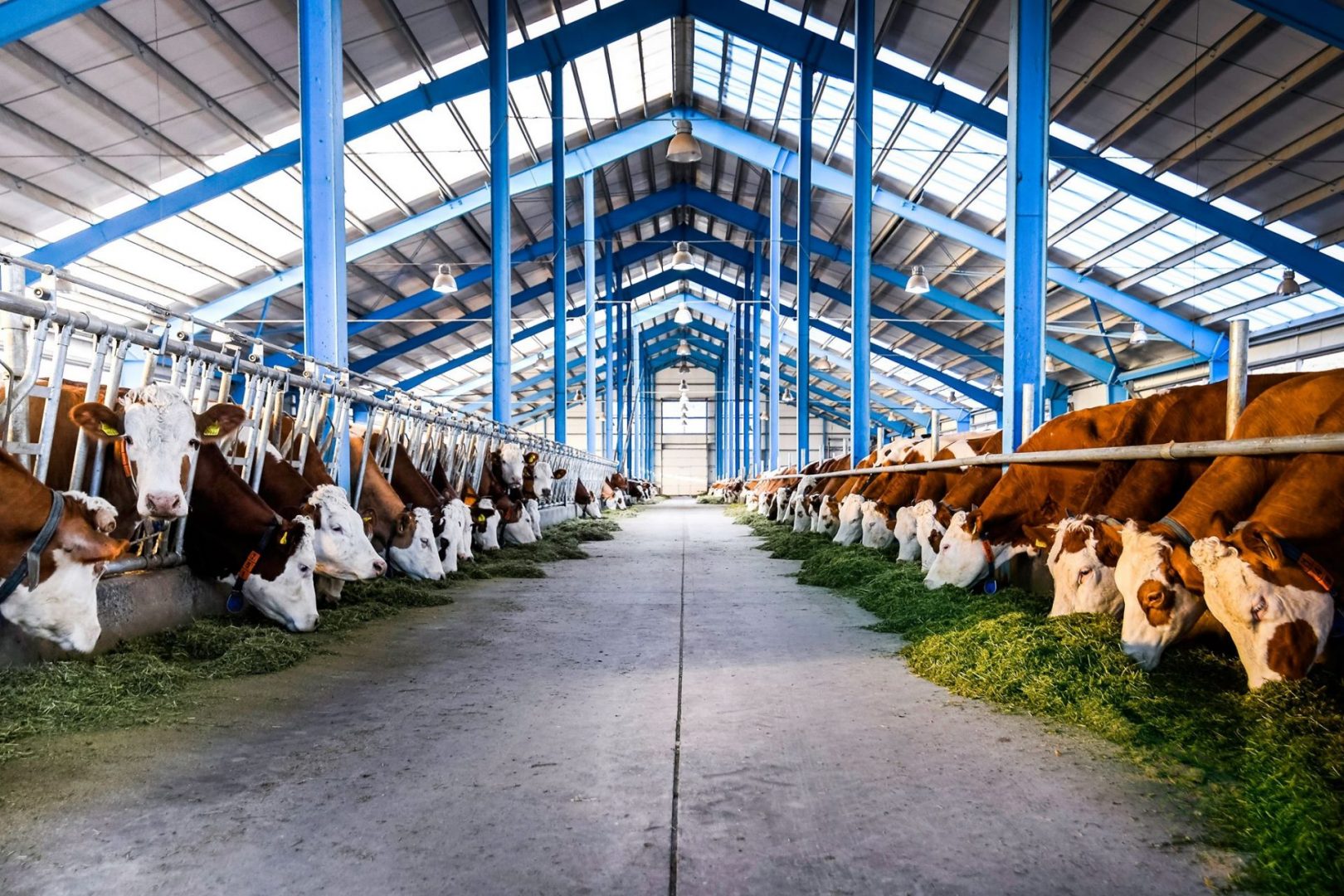 Visite d’une nouvelle ferme agricole d’élevage de vaches et porcs à Djermuk (Vayots Dzor)