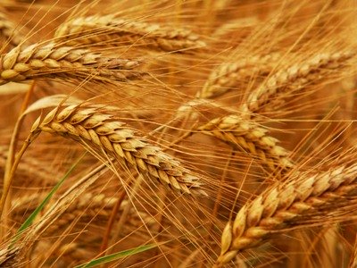 La récolte de blé en Arménie ne dépassera pas les 100 000 tonnes cette année ce qui représente un faible rendement