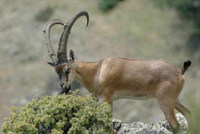 1 000 à 1 500 mouflons vivraient en Arménie