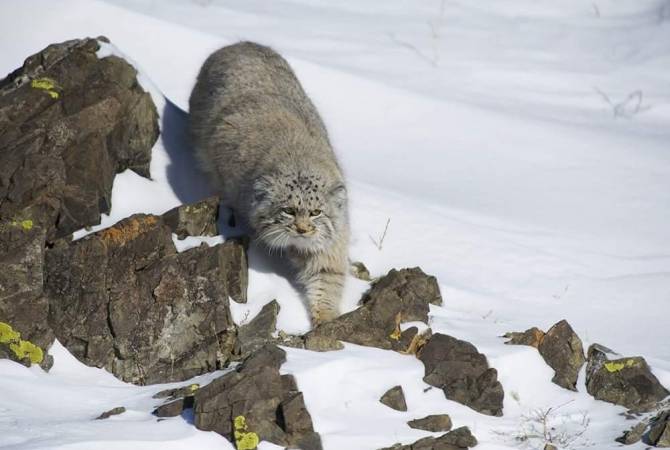 Découverte en Arménie d’une espèce rare de félin le Manul ou chat de Pallas 100 ans après sa disparition du territoire arménien
