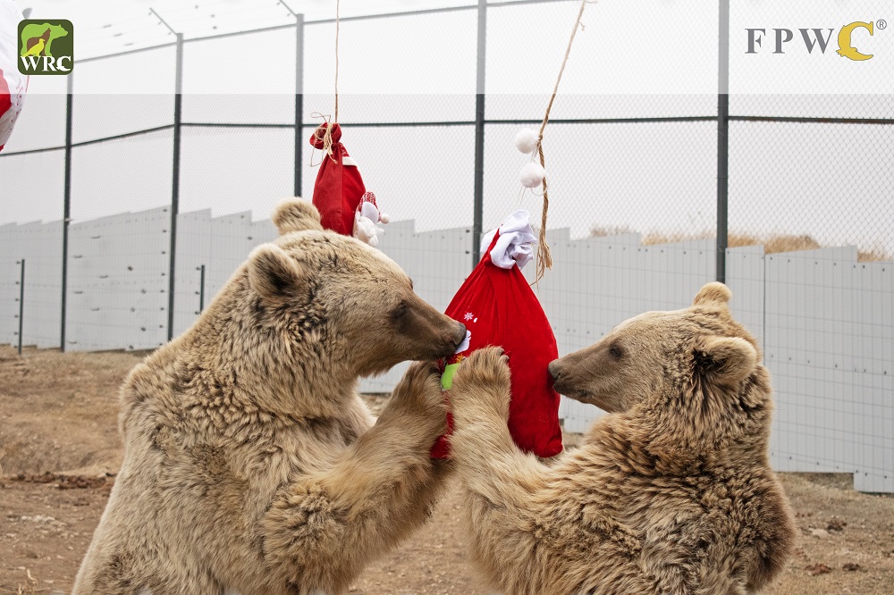 Plus d’une douzaine d’ours protégés par le Livre rouge se sont réfugiés au Wildlife Rescue Center en Arménie