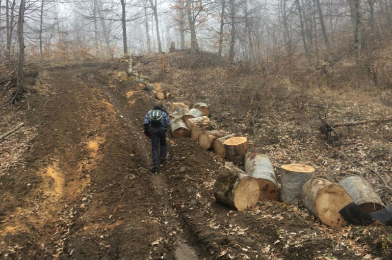 Dans une forêt près de Vanadzor la police a découvert des abattages illégaux d’arbres