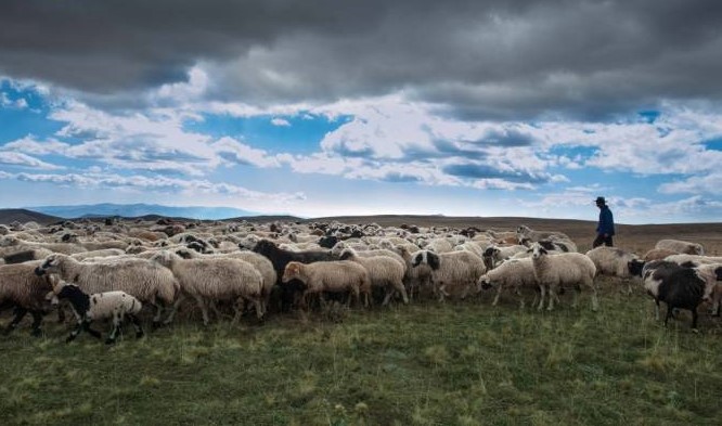 Les Azéris enlèvent un troupeau de moutons d’un berger du village arménien de Khndzoresk puis les rendent après intervention des garde-frontières Arméniens et des habitants