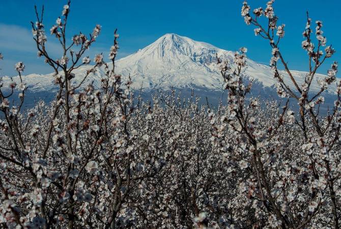 Le rêve de l&rsquo;abricot arménien est en cours de réalisation dans les plantations d’Artamet (Arménie)