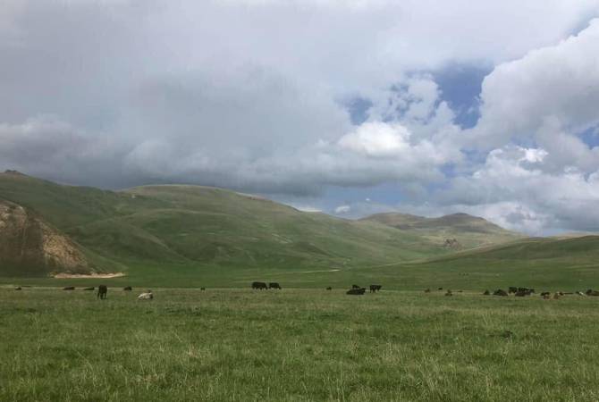 Les soldats Azéris ont volé 3 bêtes à cornes dans la région de Syunik en Arménie, près de la frontière arméno-azérie et perturbé la récolte de blé des villageois Arméniens