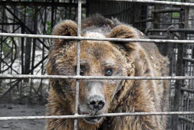 L’ours aveugle le plus triste du monde vivrait depuis 30 ans dans une cage en Arménie affirment les médias britanniques