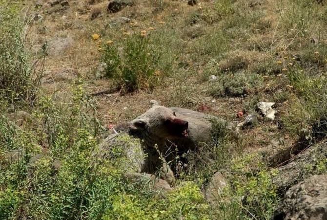 En Arménie dans la région de Vayots Dzor, des braconniers ont tiré sur un ours brun, un animal protégé, les vétérinaires luttent pour sa vie