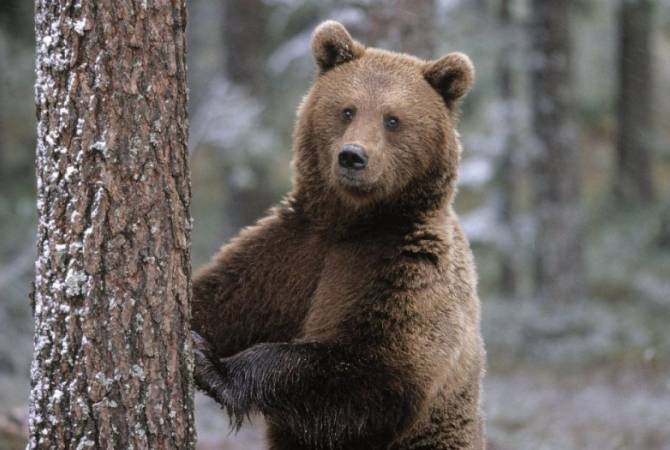 Les ours sont de retour au parc national du lac Arpi dans la région de Chirak au nord-ouest de l’Arménie