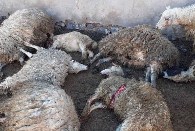 Au village d’Agarakavan va indemniser les propriétaires de plus de 170 moutons tués