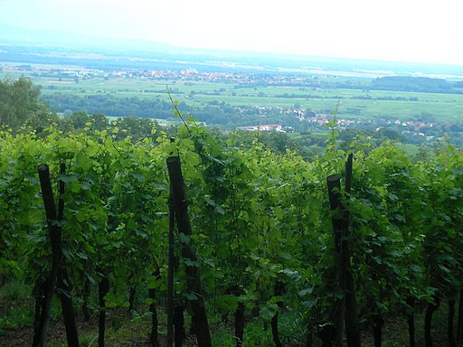 Les soldats azeris empêchent des villageois de travailler dans leurs vignes