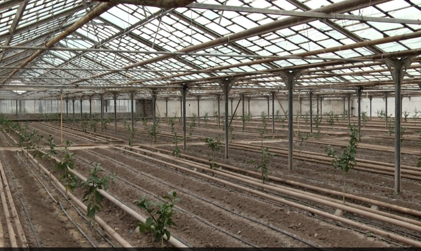 La hausse des prix de l&rsquo;énergie frappe l&rsquo;agriculture sous serre en Arménie