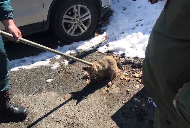 Un renard trouvé dans la cour d&rsquo;un immeuble à Erevan