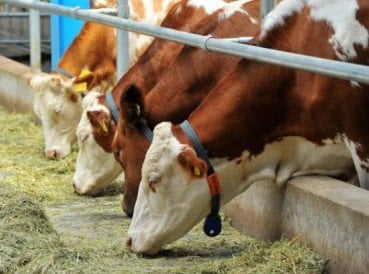 Les agriculteurs arméniens ont perdu 200 000 têtes de bétail en trois ans selon Hrach Berberian
