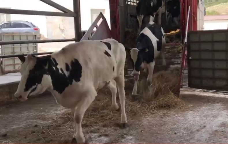 68 têtes de génisses gestantes de race Holstein ont été importées d&rsquo;Allemagne en Artsakh