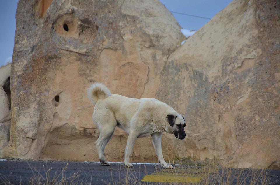 A Istanbul, Tommy le chien de Nisantasi a désormais sa statue