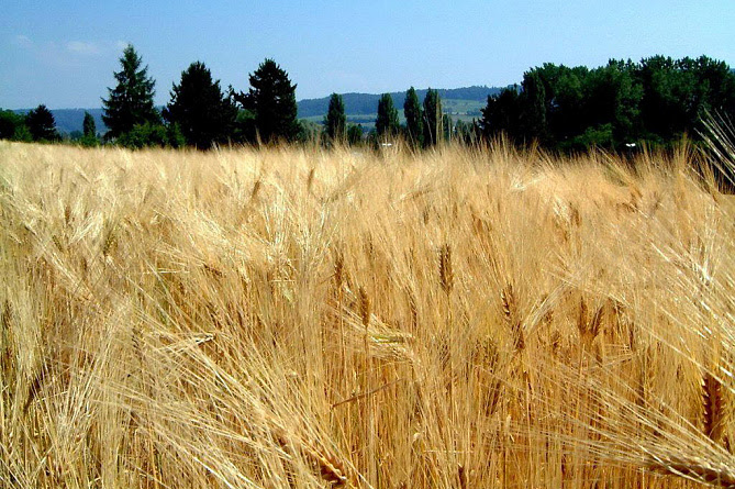 L&rsquo;Arménie prévoit d&rsquo;attirer des investisseurs pour l&rsquo;utilisation de terres non cultivées