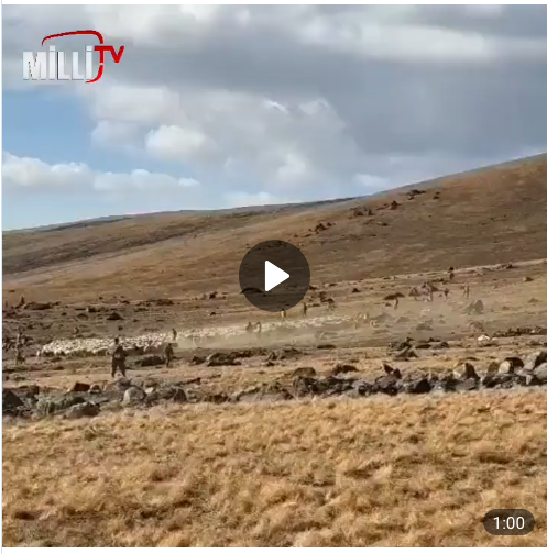 L&rsquo;armée azerbaïdjanaise vole un troupeau de moutons sur le territoire de l&rsquo;Arménie