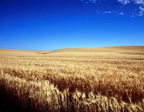 Céréales ukrainiennes : le dernier chargement a été inspecté