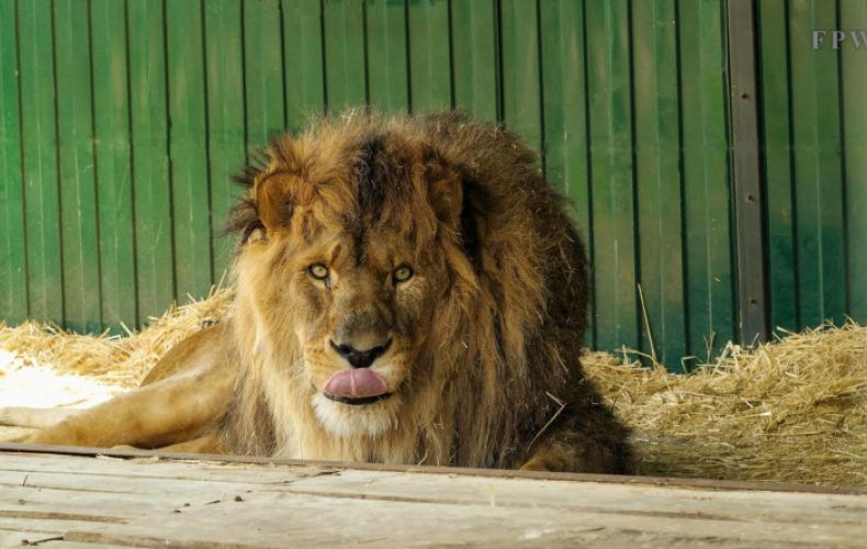 Le lion nommé Ruben, déplacé d’Artsakh en Arménie, retourne dans sa patrie l’Afrique du Sud où il finira ses jours avec les siens