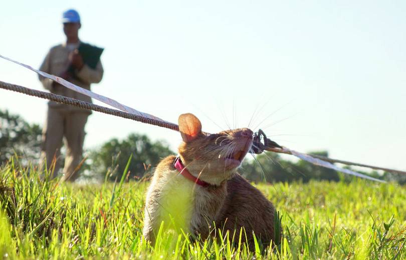 L&rsquo;Azerbaïdjan utilise des rats spécialement dressés pour le déminage au Haut-Karabakh
