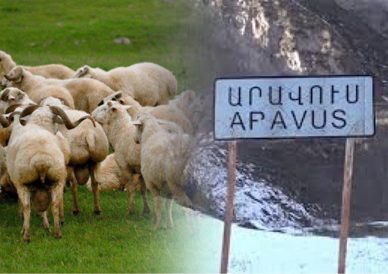 Les Azerbaïdjanais ont restitué les moutons qu&rsquo;ils avaient volés à la frontière près du village d’Aravus en Arménie